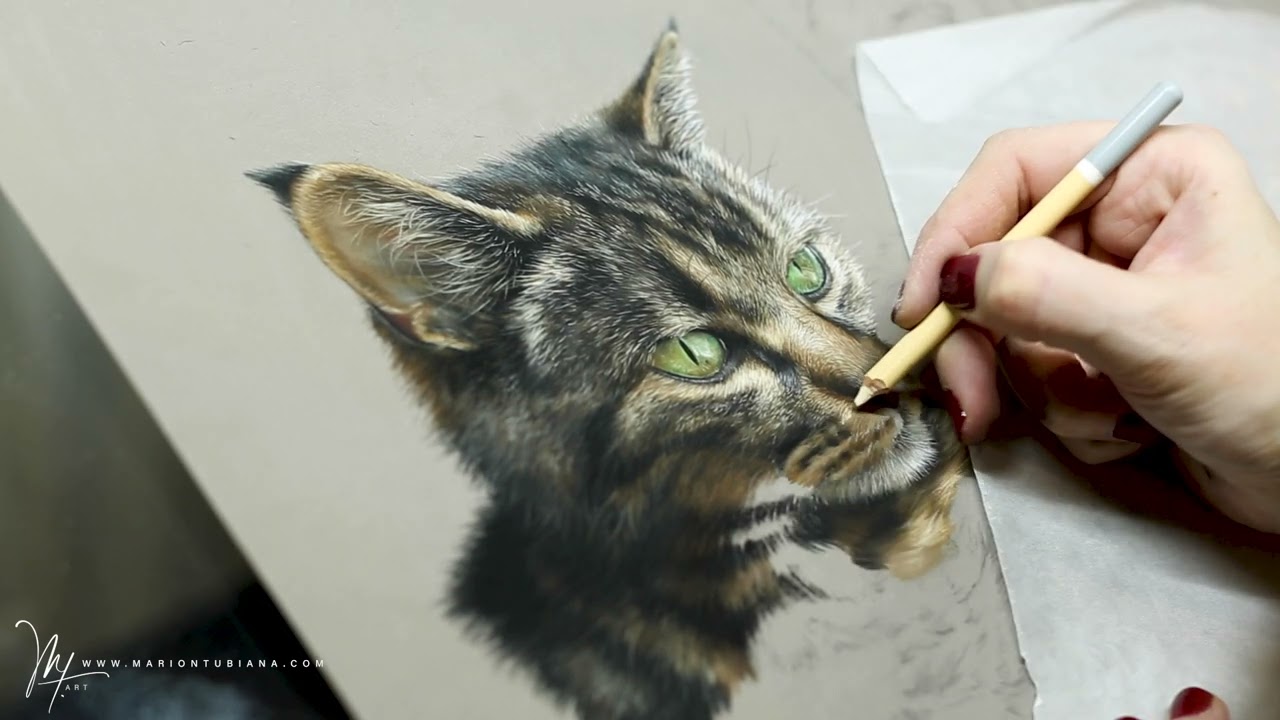 Réalisation d'un chat au crayon #pastel par Marion Tubiana