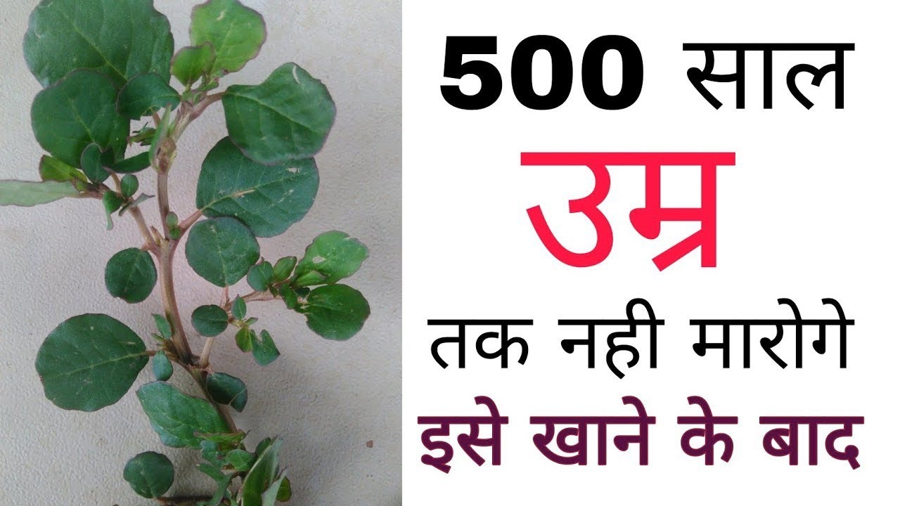 स्वयं भगवान शंकर ने कहा है, पांच सौ साल तक इसे खाकर नही मरेगा//