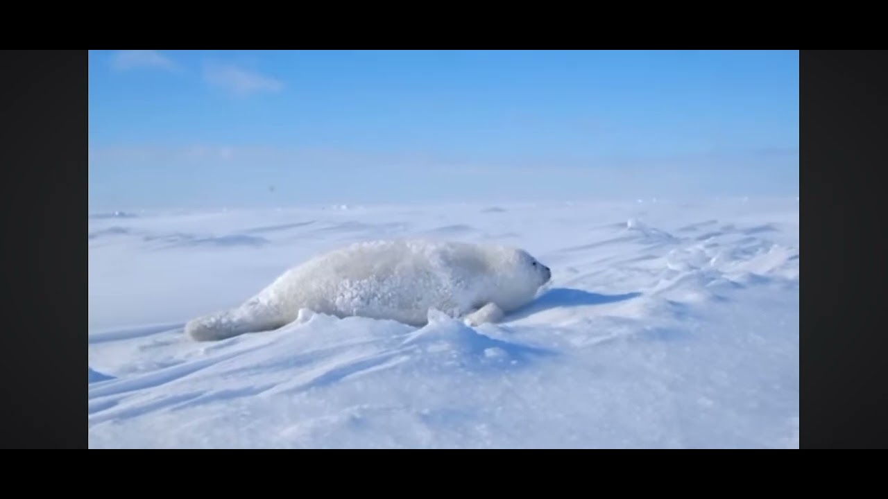 Foca 🦭 tierna 