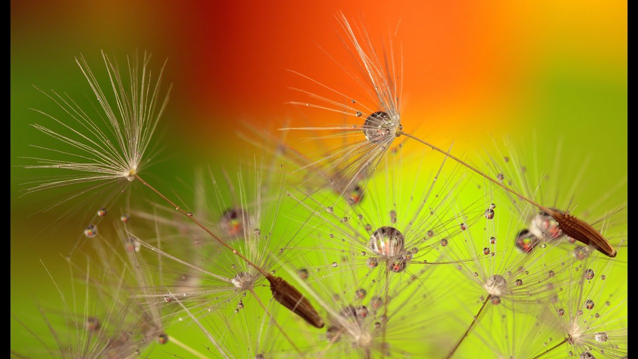 Sin limites | NT Martin | FIFA World Cup | One of the most beautiful World Cup Songs