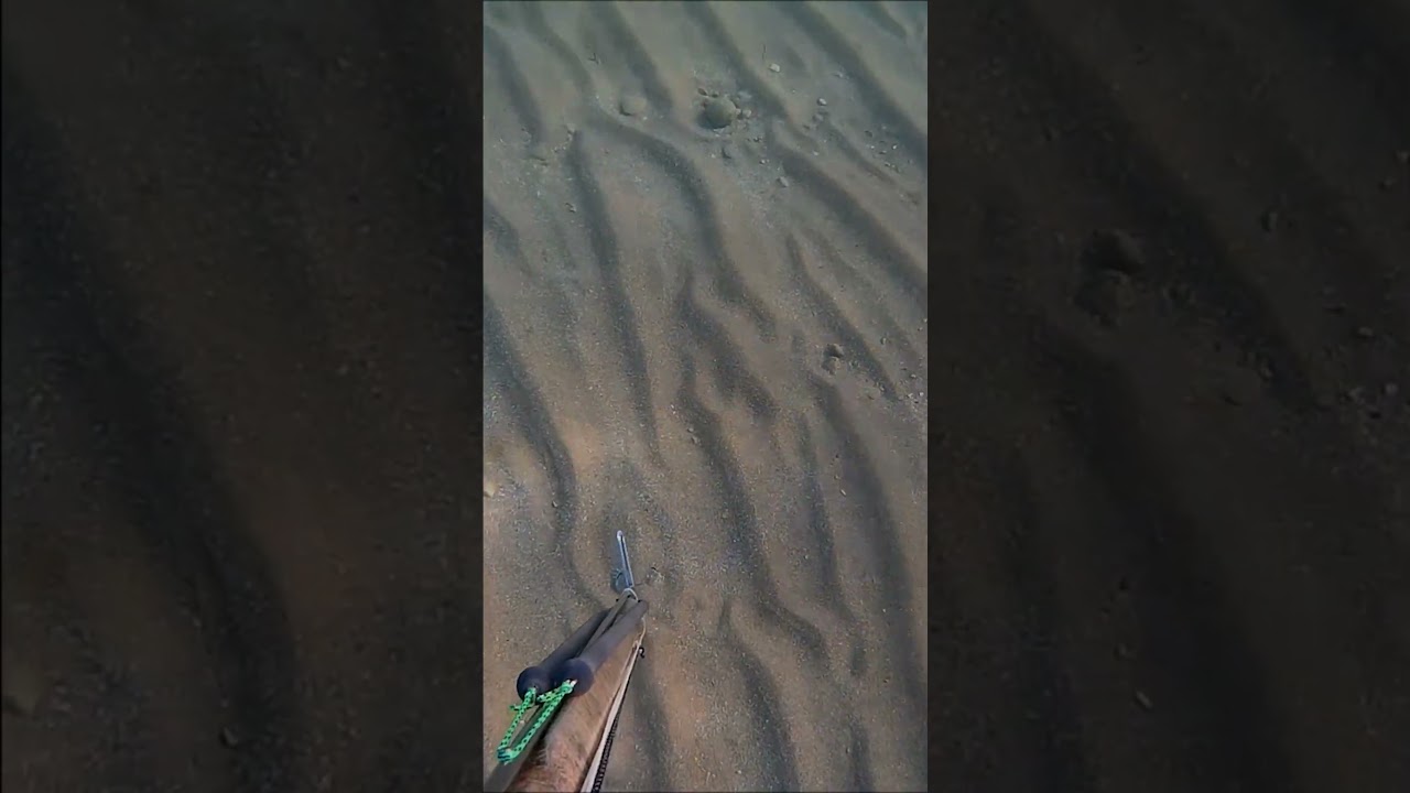 PESCA SUBMARINA DETECTO UNA SEPIA ENTERRADA EN LA ARENA