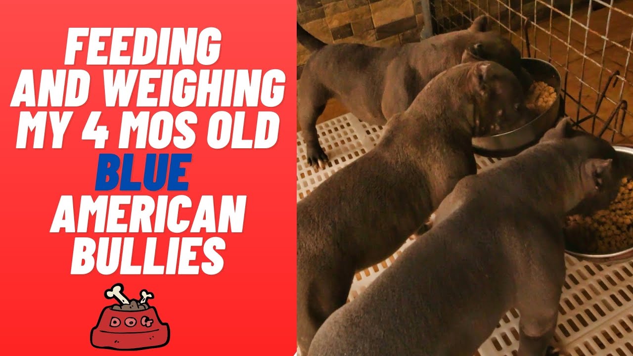 Feeding & weighing my 4 mos old American Bullies