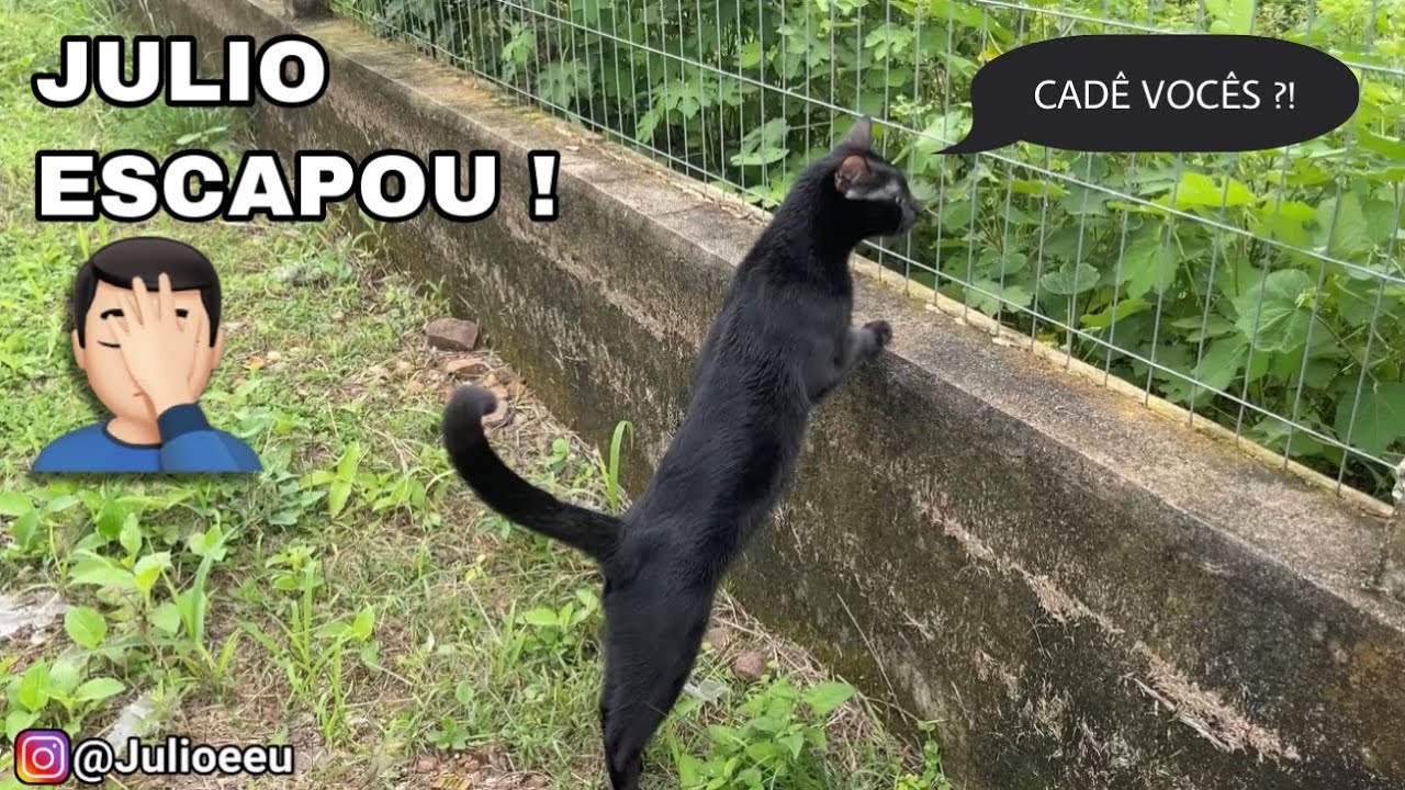 A saidinha tão esperada dos Gatos na chácara !! 😱😱