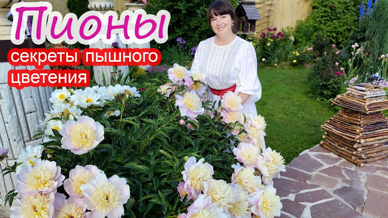 ПИОНЫ. Мои секреты пышного цветения!