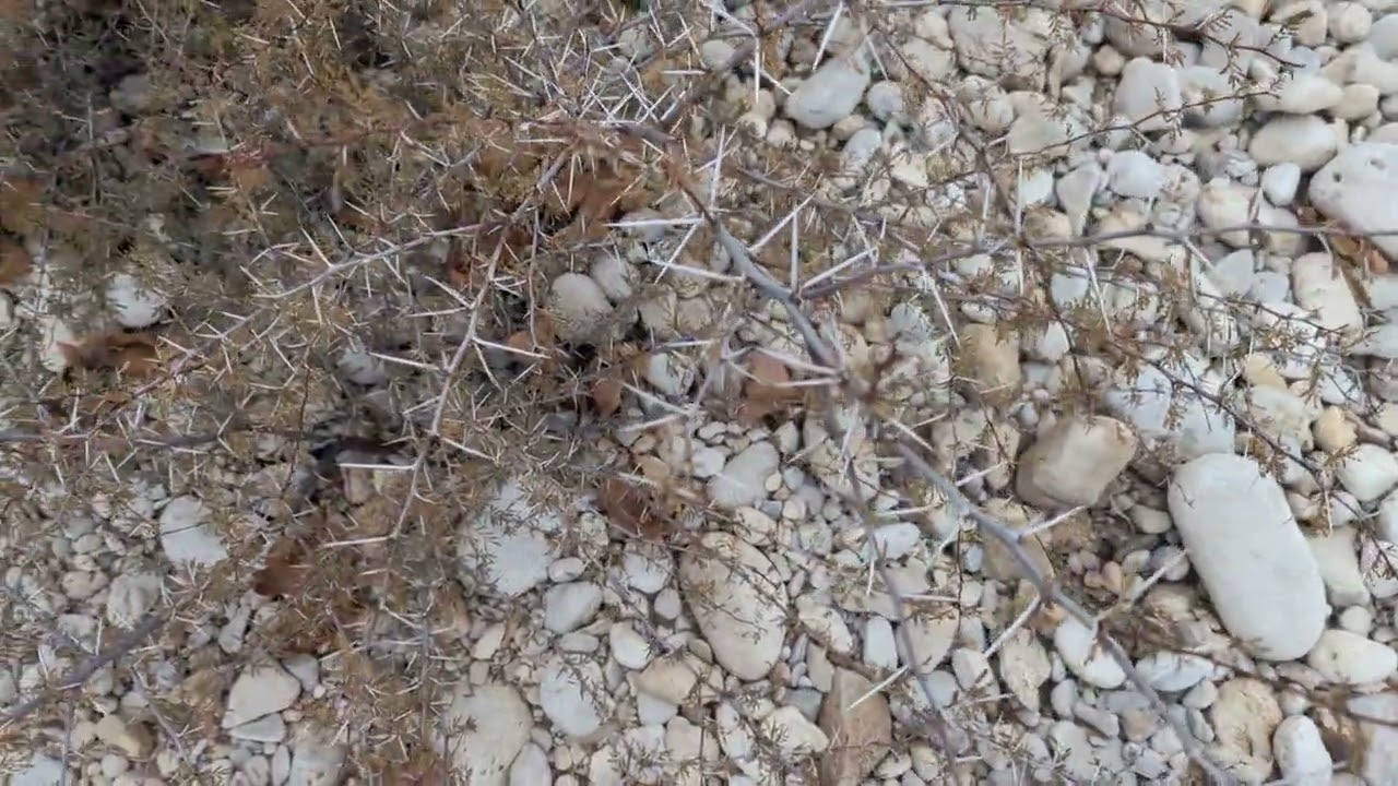 Воскресная поездка... река Нуэсес, Техас... скалы