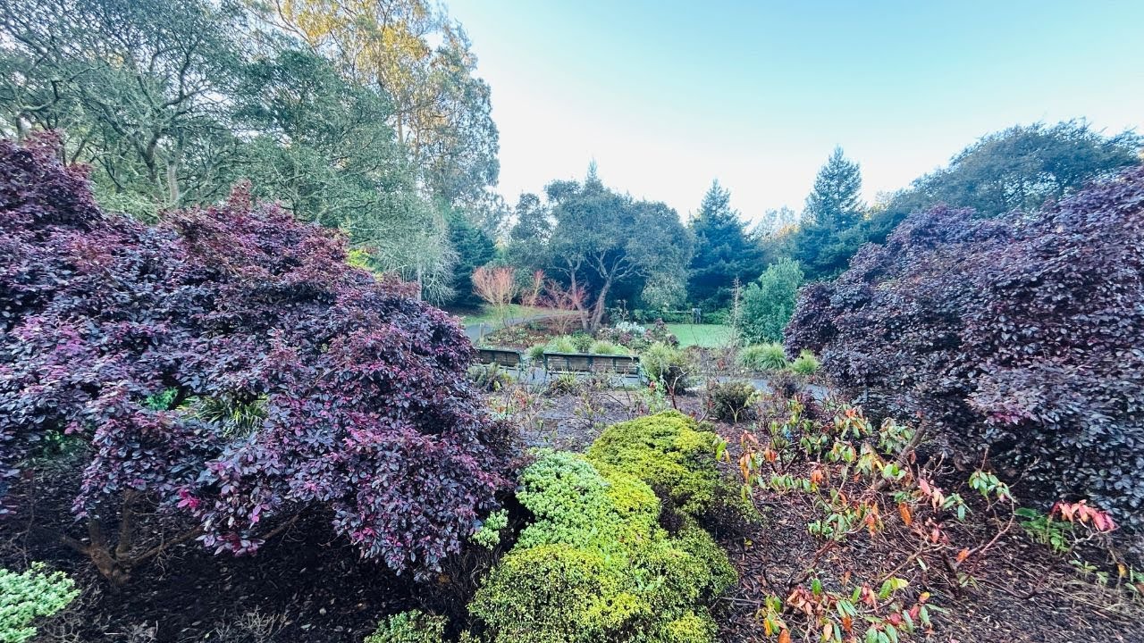 Morning Walk in Golden Gate Park's Cool Garden Paths