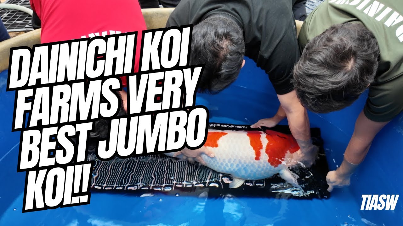 Ферма по разведению карпов кои Dainichi, лучшие рыбы на их ферме, гигантские карпы кои #dainichik...