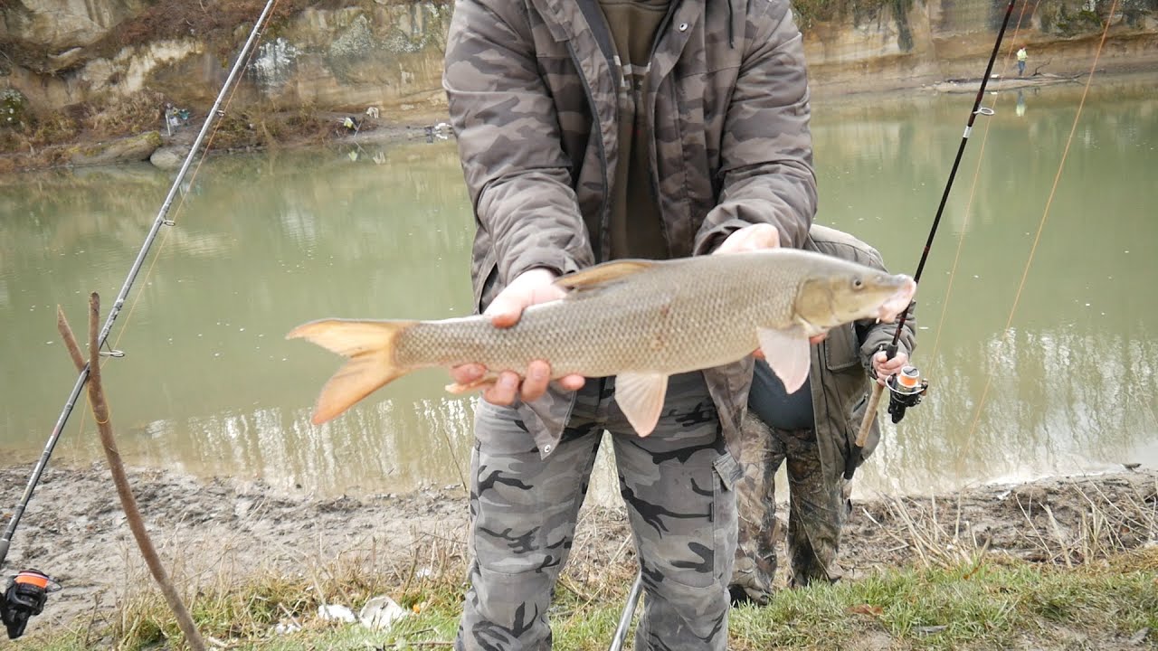 Pescuit dificil la scobar. Scobari mofturosi si mrene bataioase.
