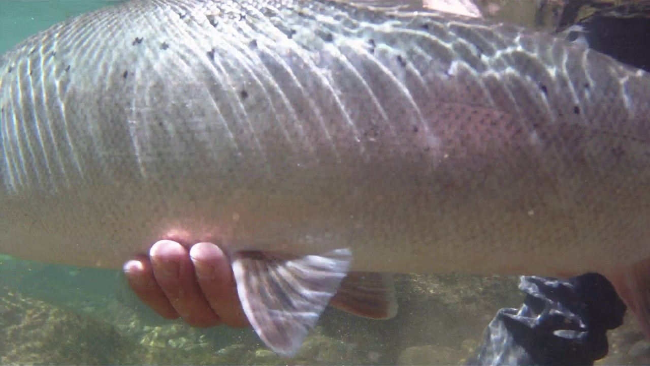 Salm&oacute;n R&iacute;o   Sella