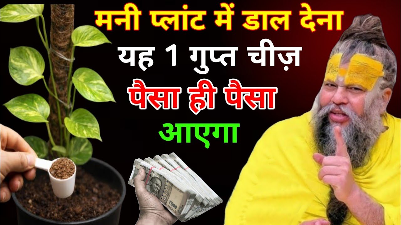 मनी प्लांट में डाल दो यह 1 गुप्त चीज, छप्पर फाड़ पैसा आएगा !! Premanand maharaj ji 