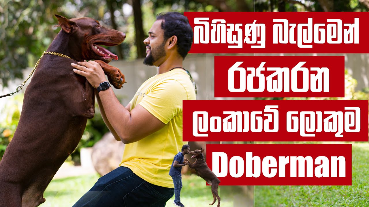 බිහිසුණු බැල්මත් එක්ක හමුවූ ලංකාවේ ලොකුම Doberman | Pet Talk