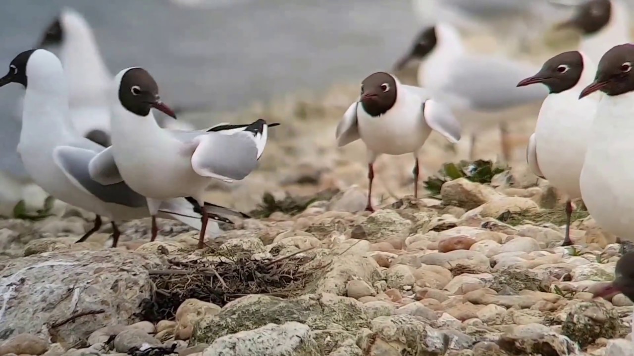 Black-headed Gull courtship behaviour & nesting
