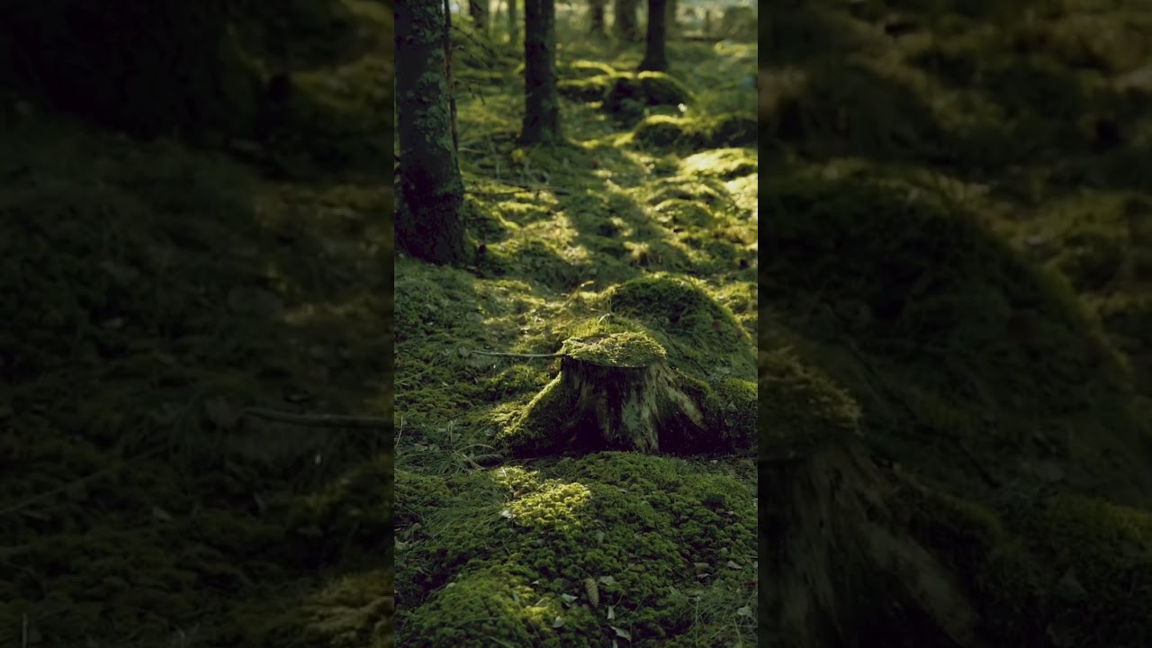 A still moment #mindfulness #mystical #zen #moss #forest #calmingmusic #explore #fairies #woods