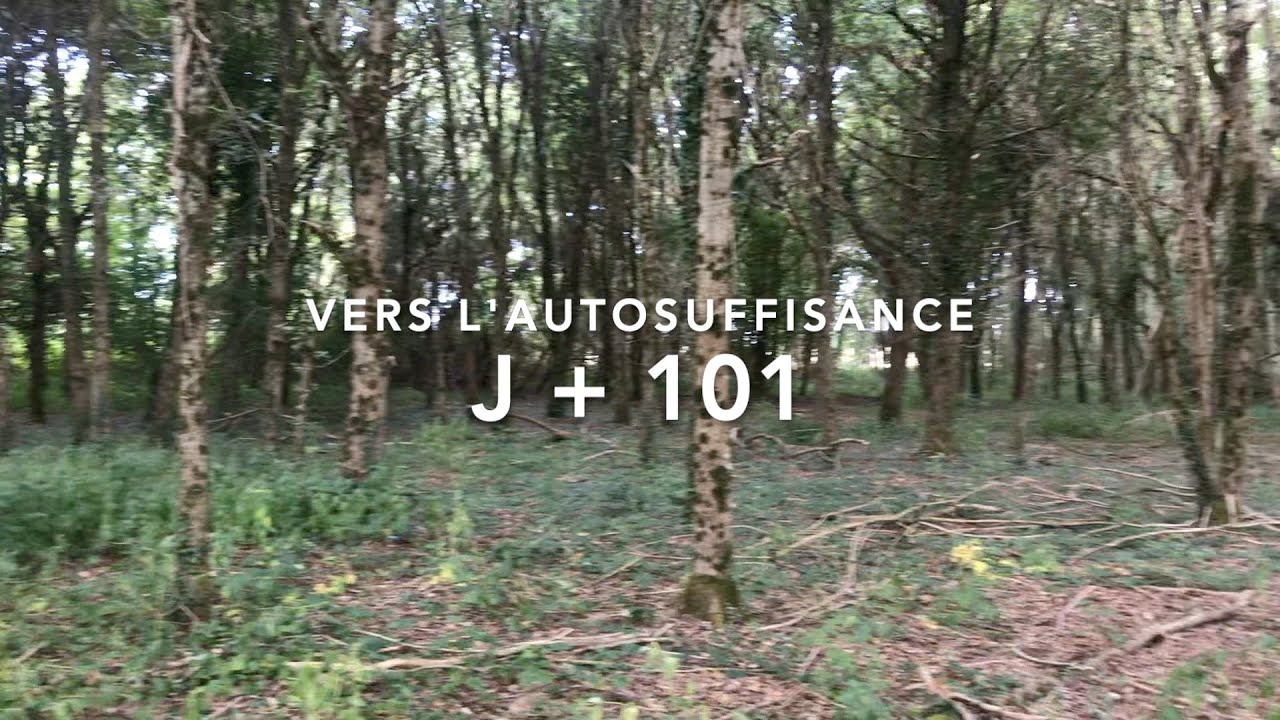 J + 101 - Bois de chauffage et nettoyage des arbres morts