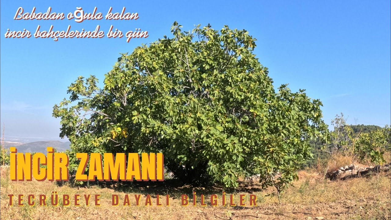 YAYLADAN SOFRAYA KURU İNCİR | AYDIN İNCİR BAHÇELERİ | İNCİR TOPLAMA/AYIRMA