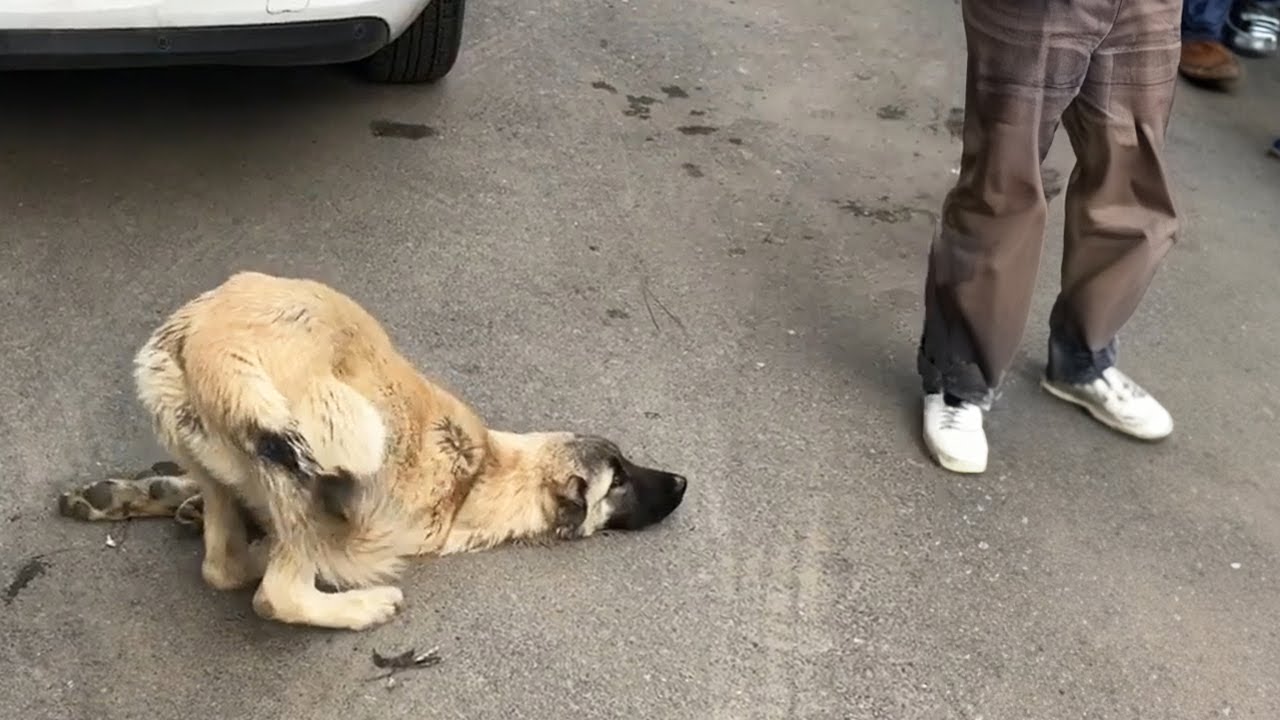 While convulsing, he bowed his head and begged passersby, but no one stopped