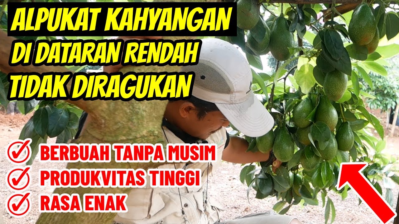 Alpukat Kahyangan Dataran Rendah | Berbuah Terus Menerus, Produktivitas Tinggi