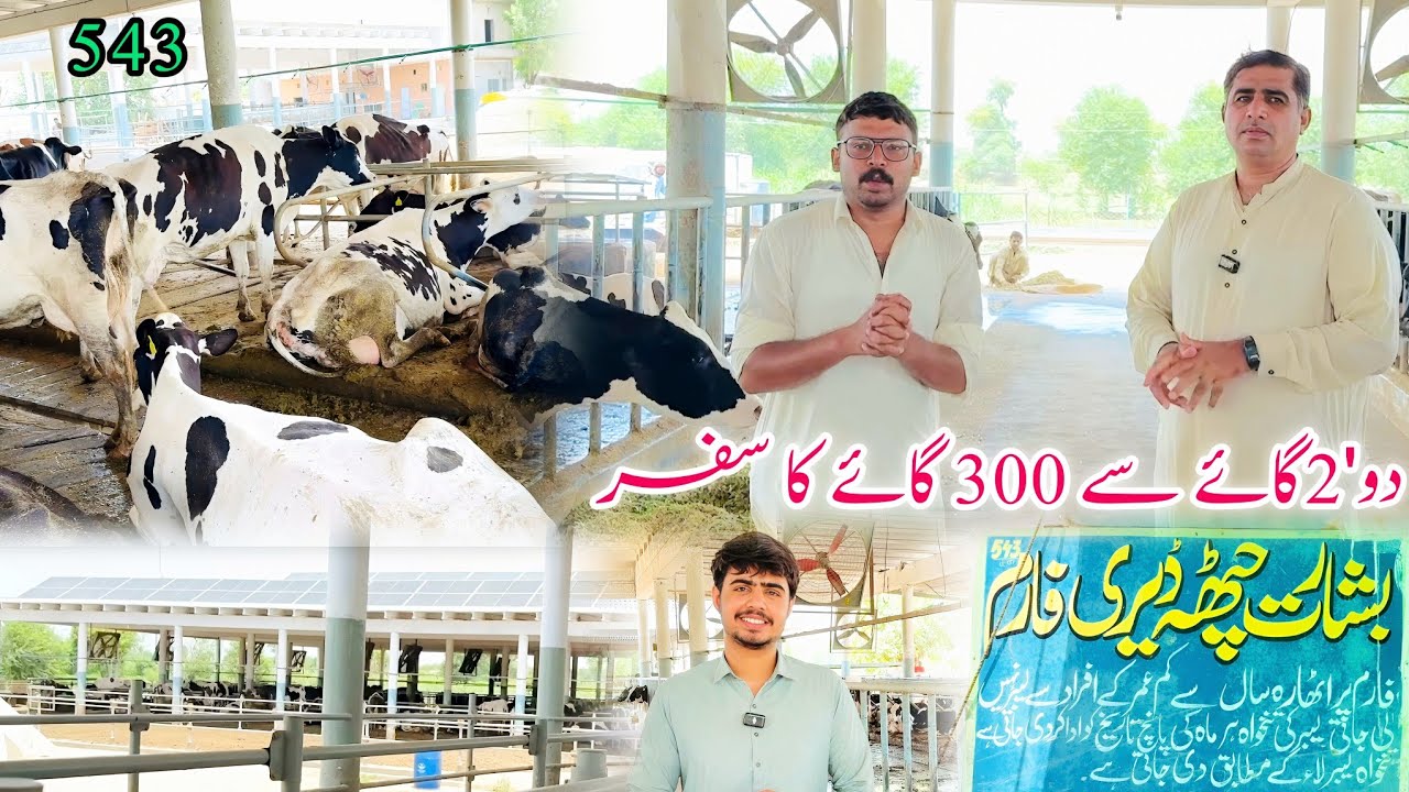 Visit Chatha Dairy Farm 543eB Burewala Vehari Janab Imran chatha Basharat ch Best Dairy Farming