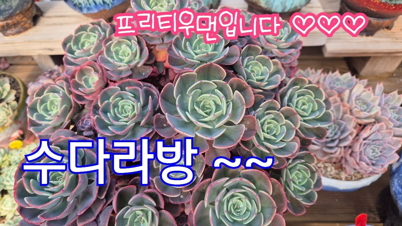 2026.01.25.384회 일요일 프리티우먼 수다 라방해요