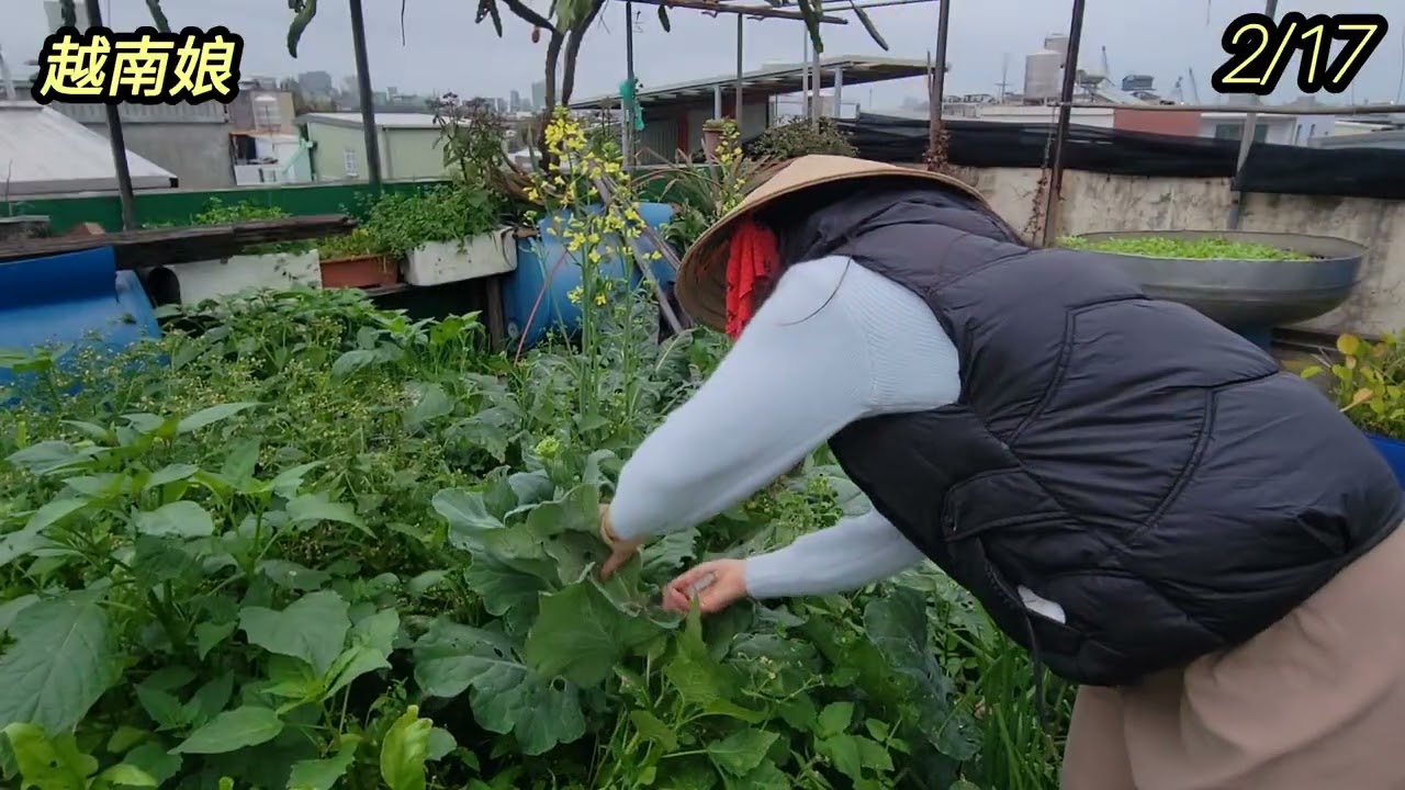 好久沒管理 青菜都開花了😅