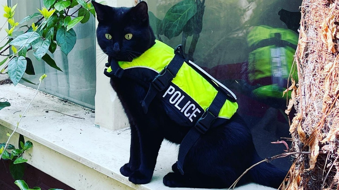 The Bravest Member of the Police Team