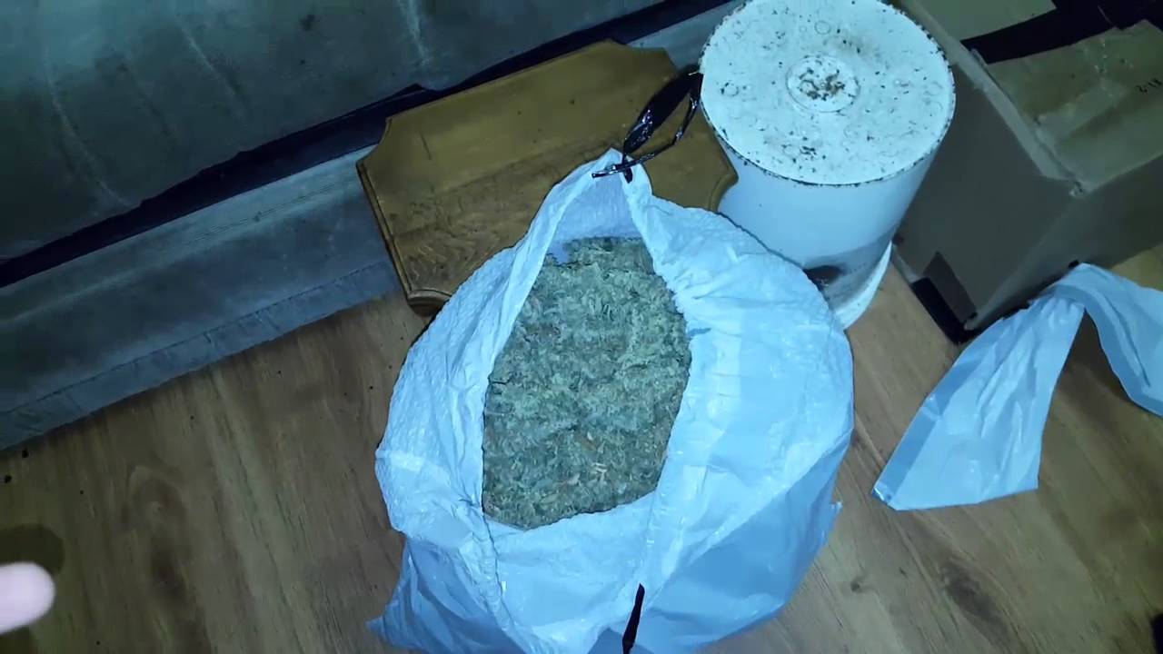World's Largest Auto Marijuana Yield from one plant    3 POUNDS   Plus growing tips