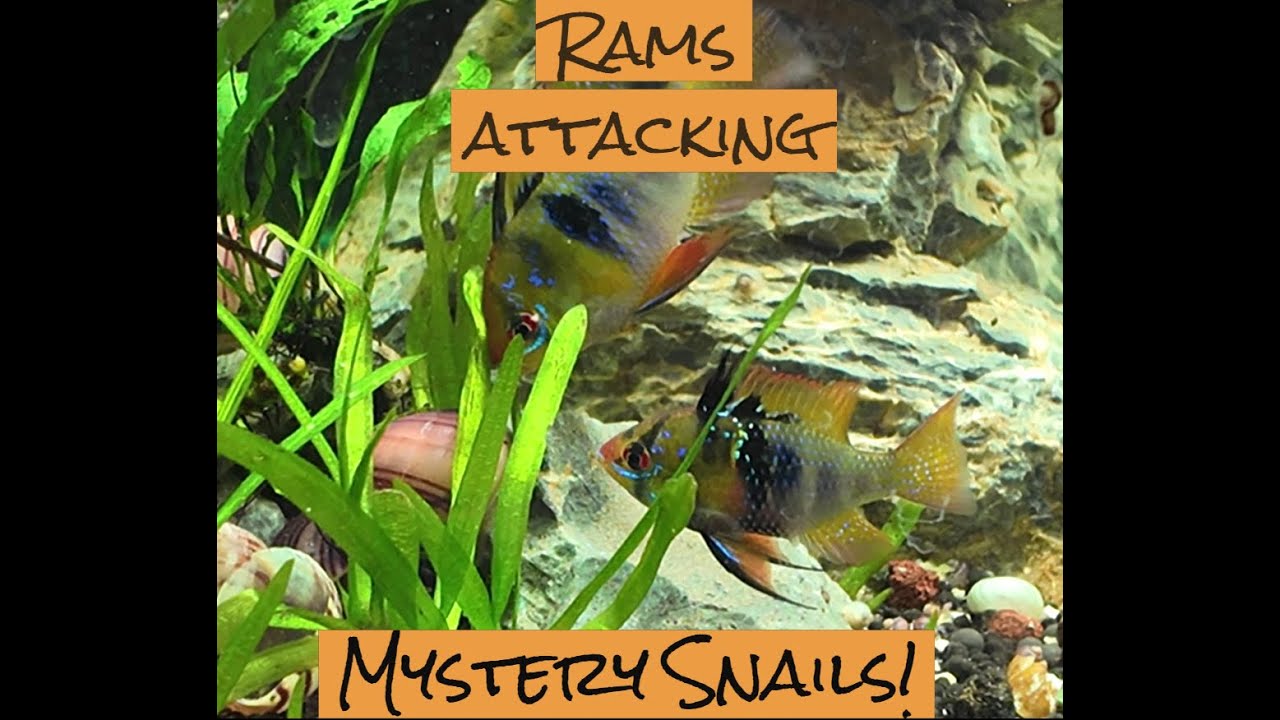 Why are my German Blue Rams ATTACKING my Mystery Snails!