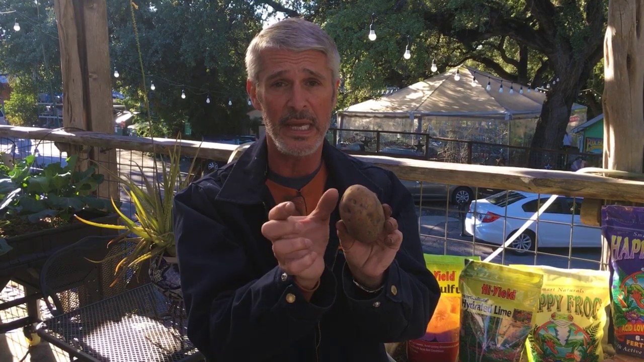 Texas Patio Potato Farming