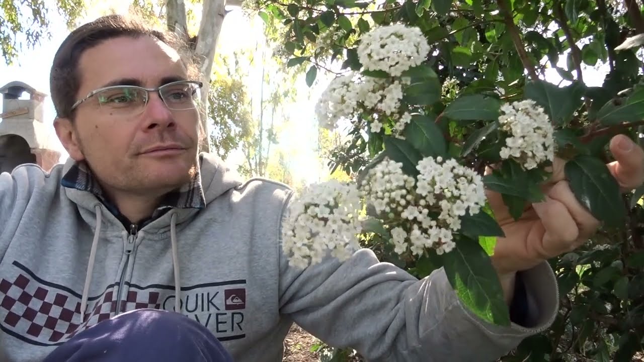 Viburno tino impollinatori e uccelli movimento nel tuo giardino