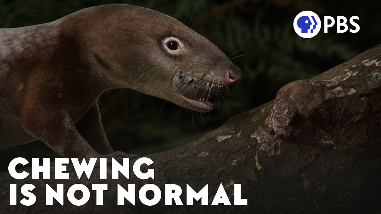 How Chewing May Have Beat Extinction