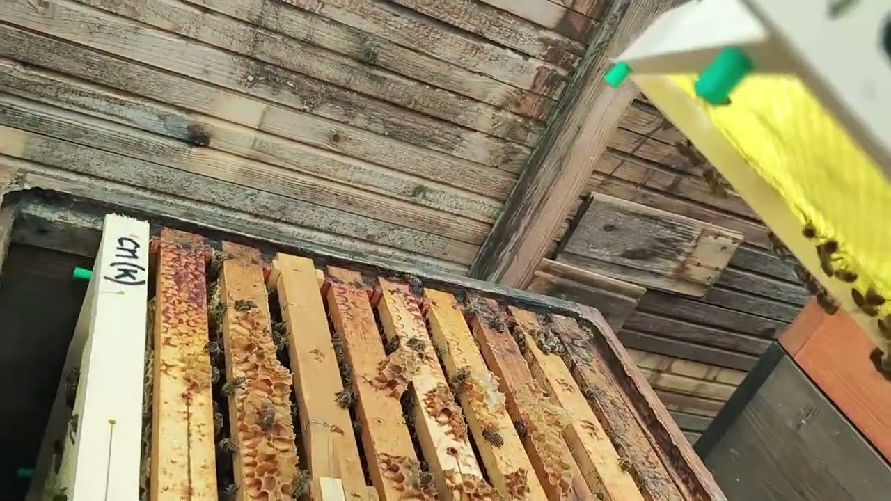 Doplňuji mezistěny, odebírám přebytečné rámky ve včelím úle. Med krásně připravěný na vytočení.