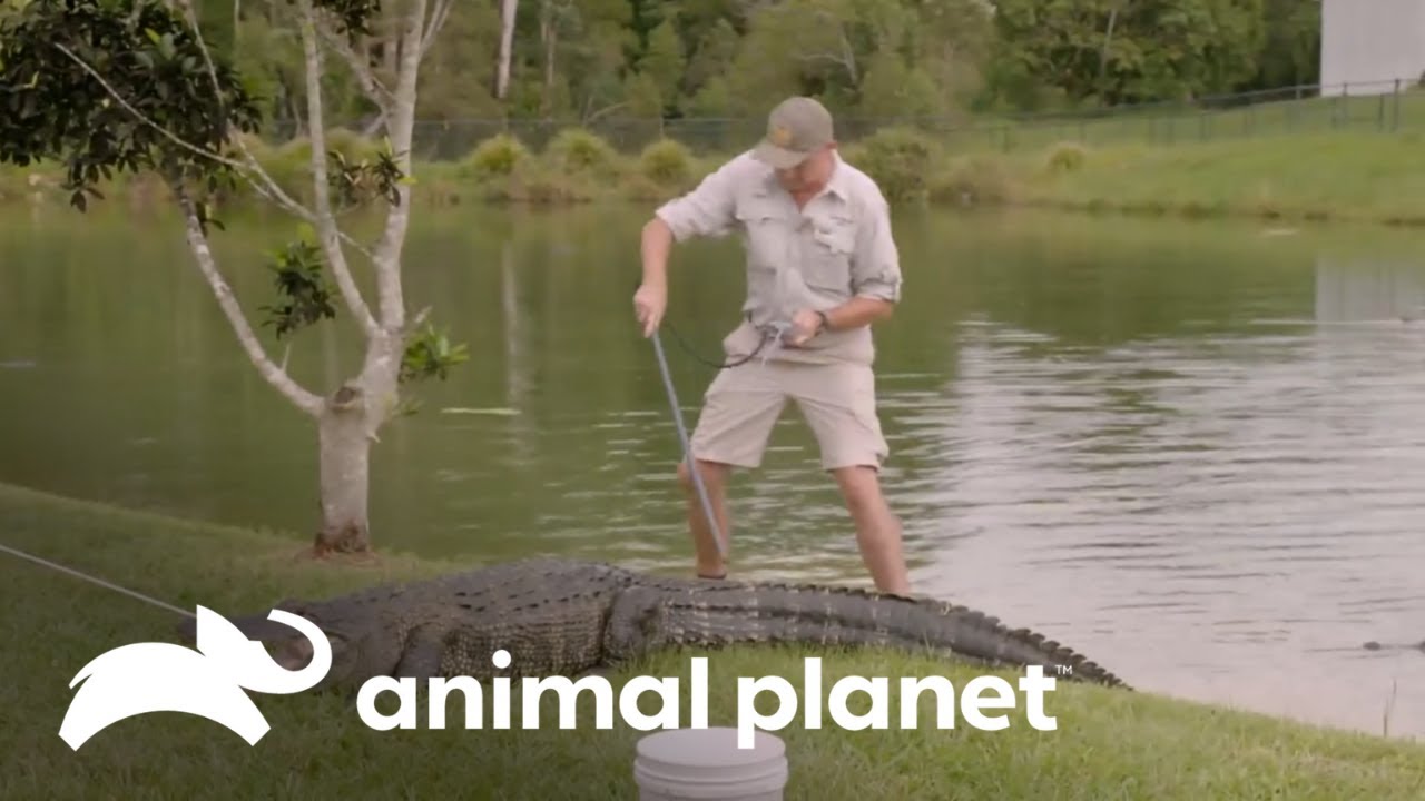 Atrapando a 10 caimanes para moverlos a un nuevo recinto | Los Irwin | Animal Planet