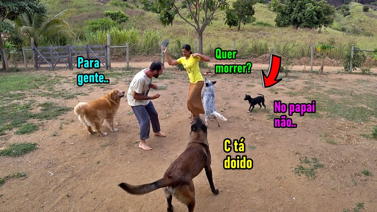 Mamãe fingindo bater no papai - Olha a reação da matilha - É só uma brincadeira viu gente..