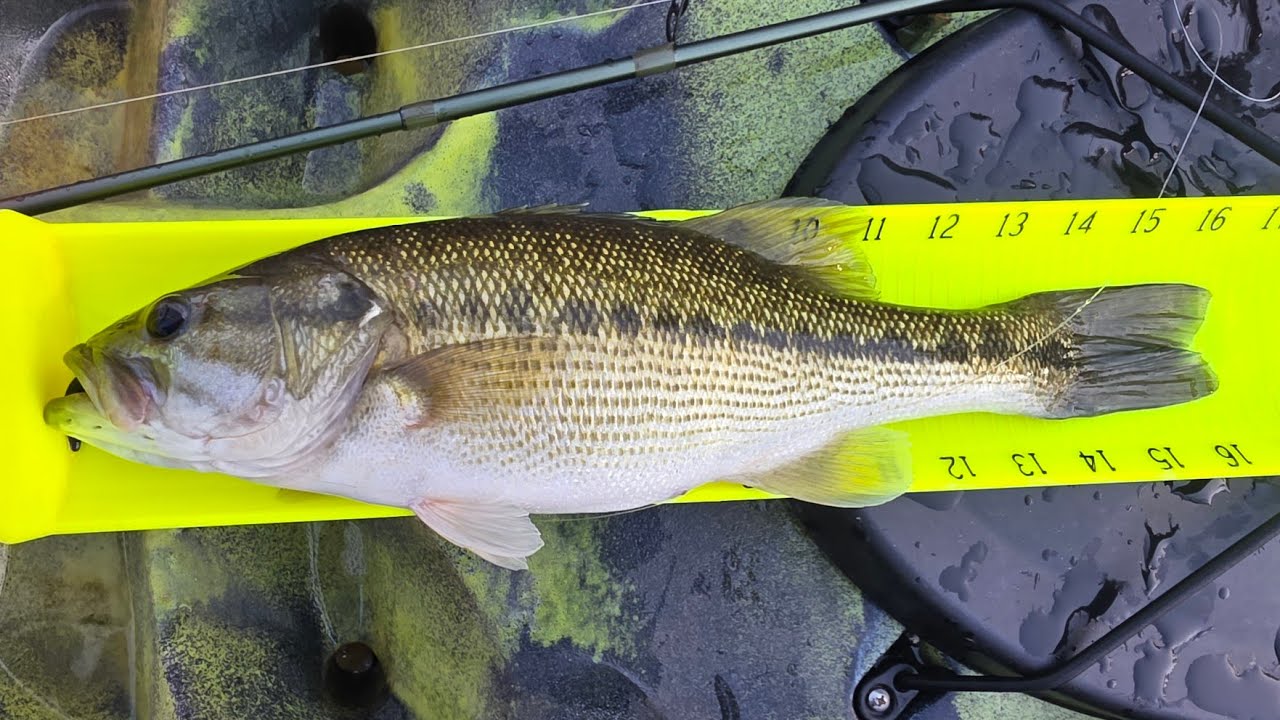 Cold Water, Slow Bite... Then a 16