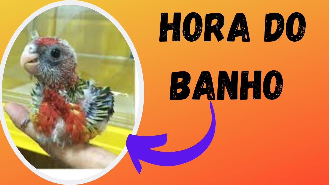 rosela mansa Hora do banho