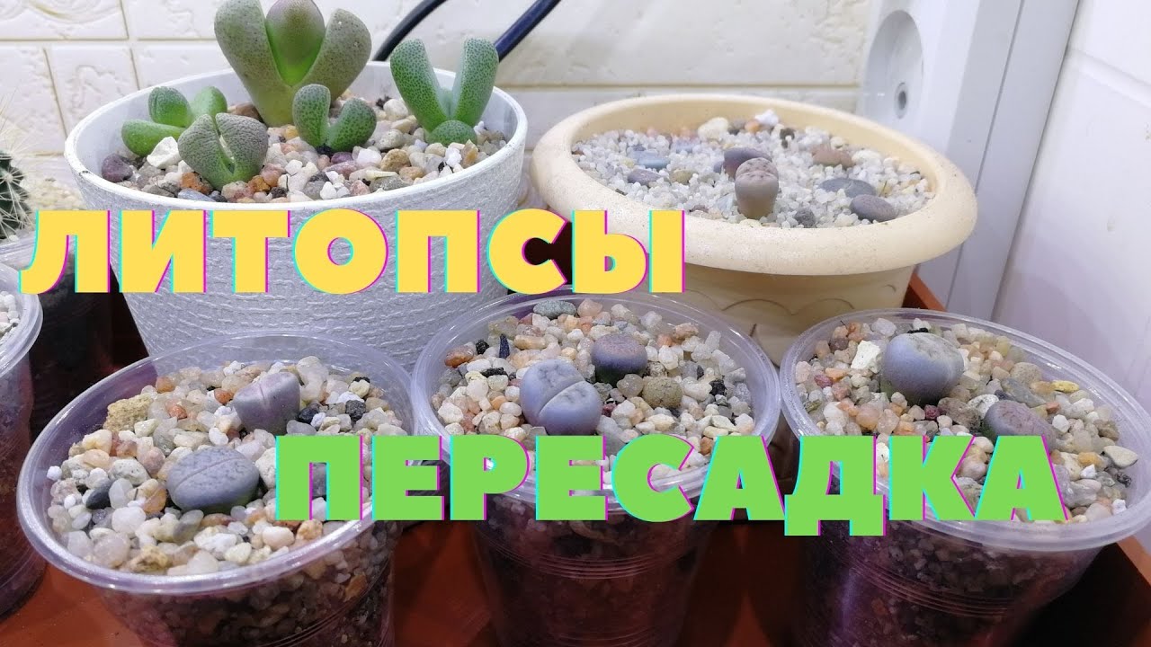 Литопсы из семян | Пересадка литопсов
