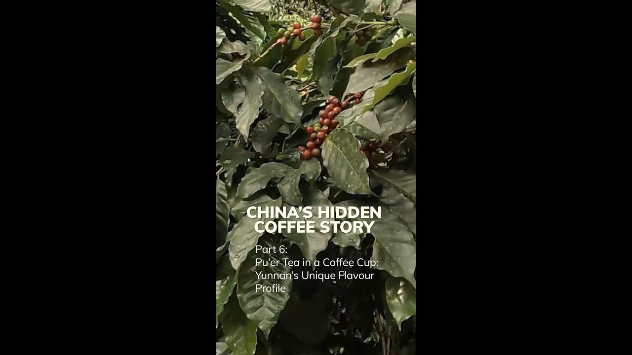 Pu’er Tea in a Coffee Cup: Yunnan’s Unique Flavour Profile