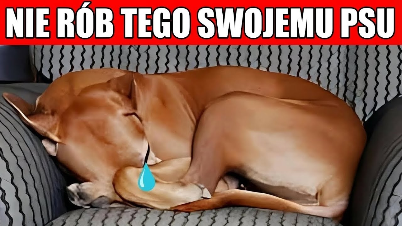 15 Błędów, Które Sprawiają, Że Twój Pies Myśli, Że Go Nie Kochasz