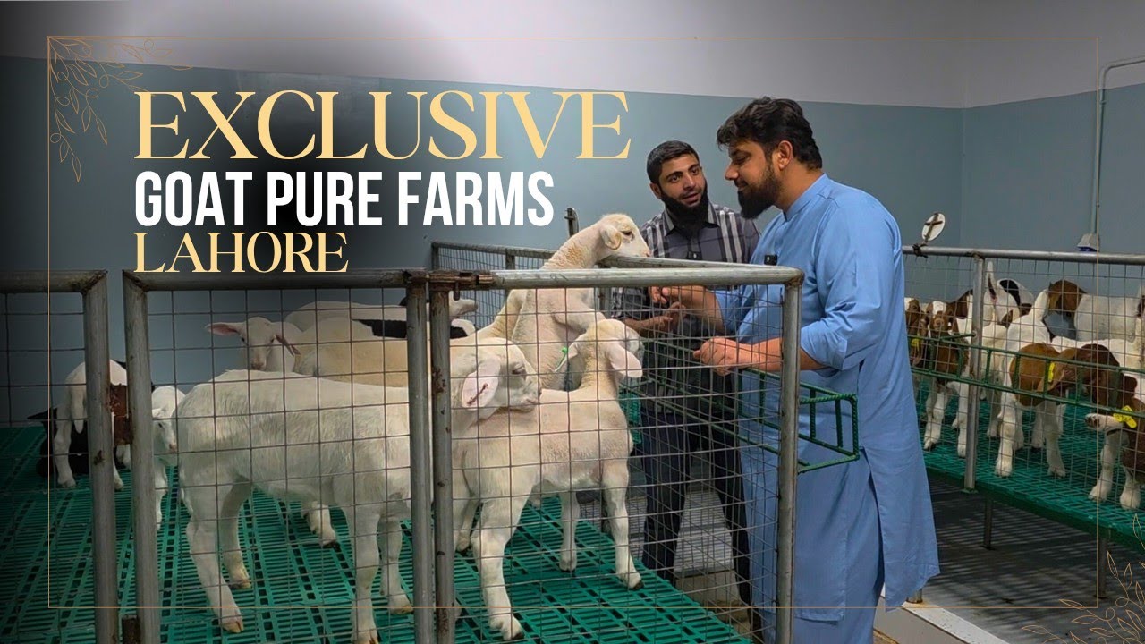MODERN HIGH-TECH GOAT FARMING-MODERN TECHNOLOGY-DAIRY GOAT FARMING-Part 2 @Goat Pure Farms