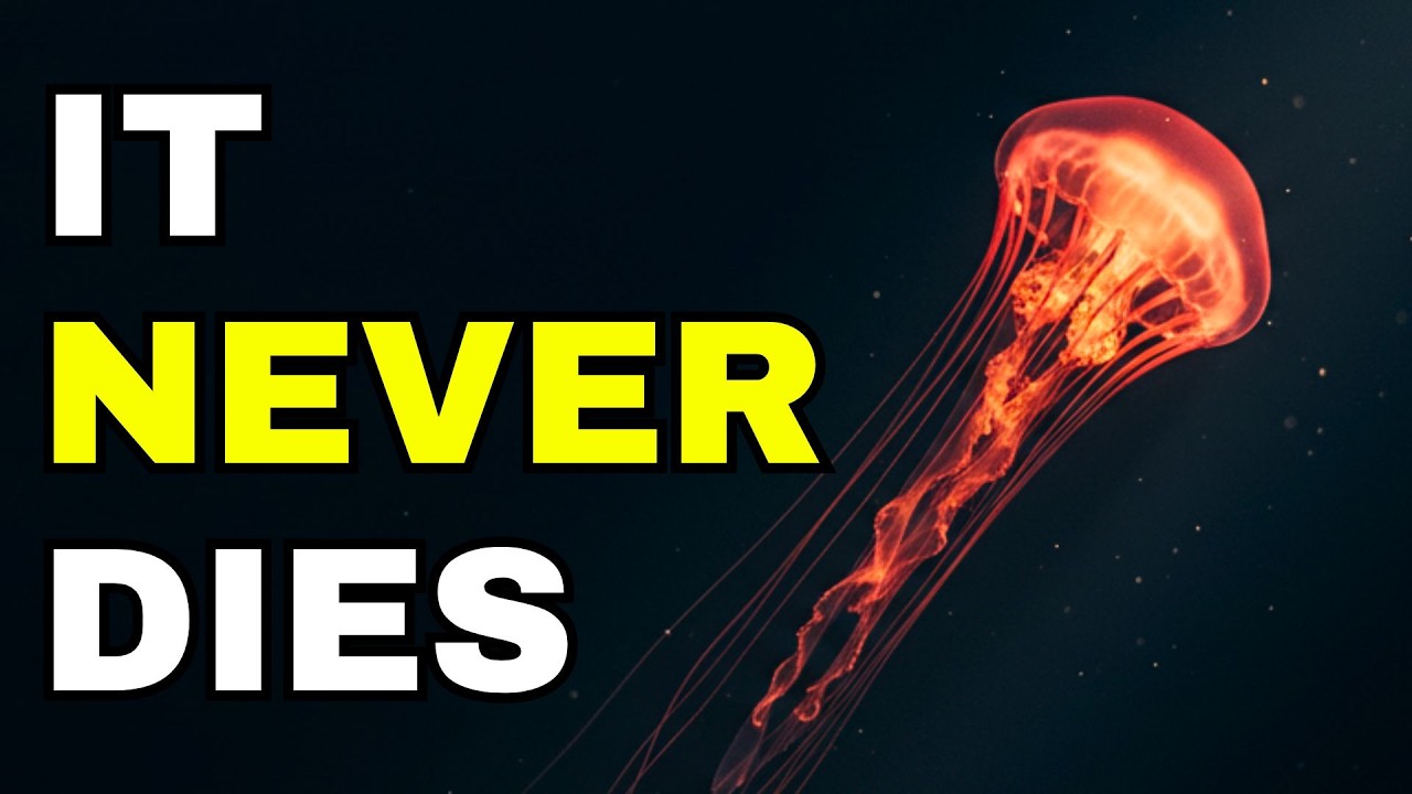 The Jellyfish That Is Biologically Immortal