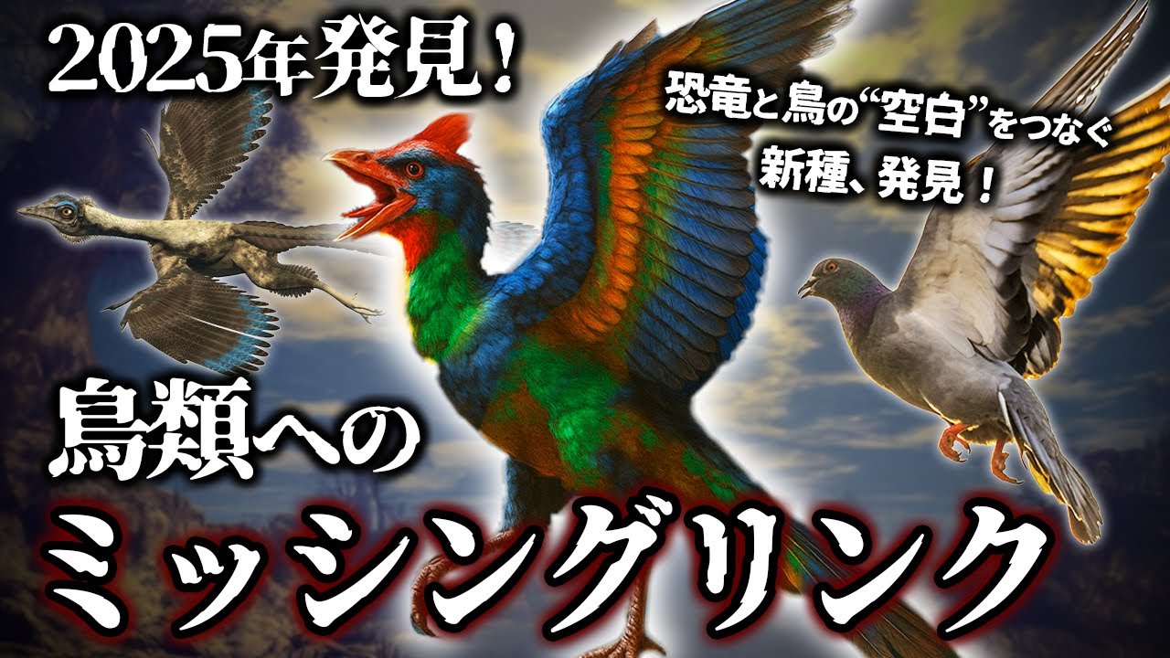 【ゆっくり解説】鳥類のミッシングリンクを埋める新発見！バミノルニスとは何者なのか？