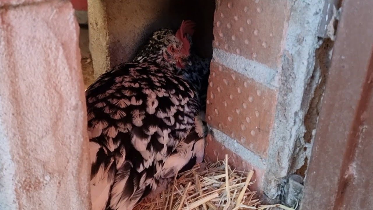 Ya se quieren reproducir las gallinas.😅😅🤦‍♂️ 