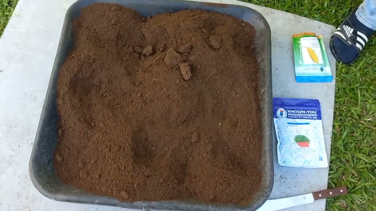 Посадка семян кукурузы и получение цепной пилы от прекрасного подписчика. Я ценю это.