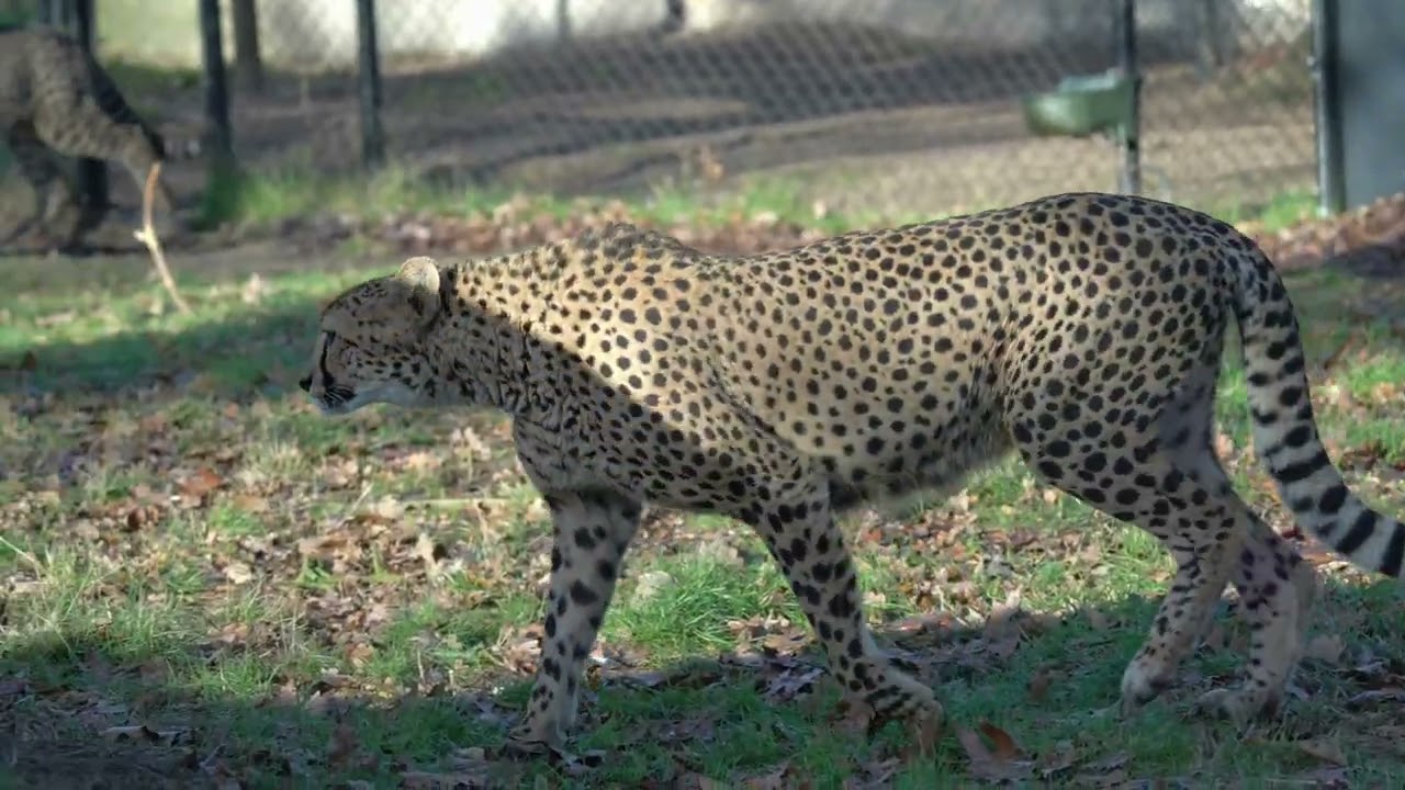 cats beekse bergen