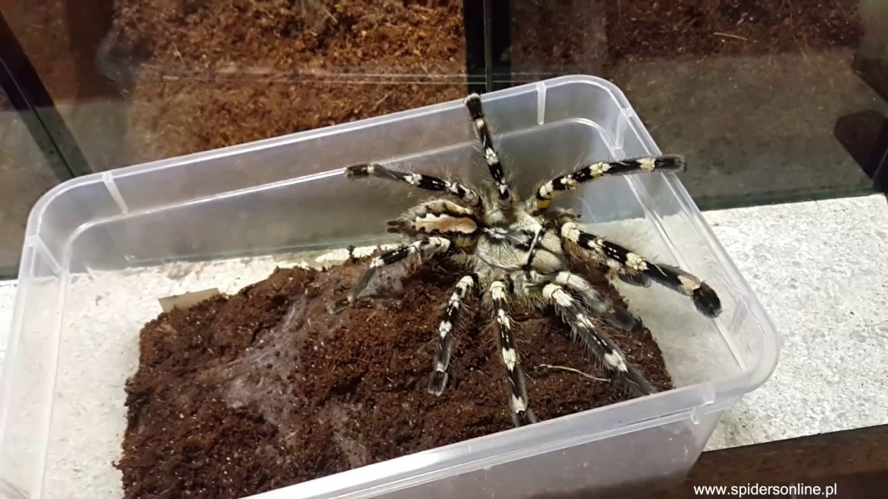 Trzy wielkie POECILOTHERIA - robimy terraria hodowlane - spidersonline.pl
