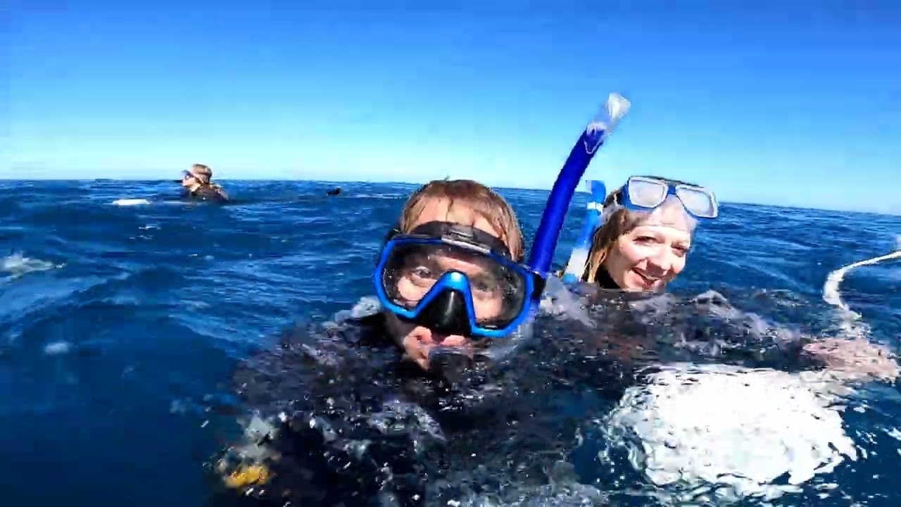 Dolphin Watching in Adelaide