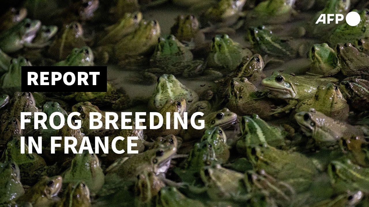 Frog breeder jumping at chance to provide France's top eateries | AFP