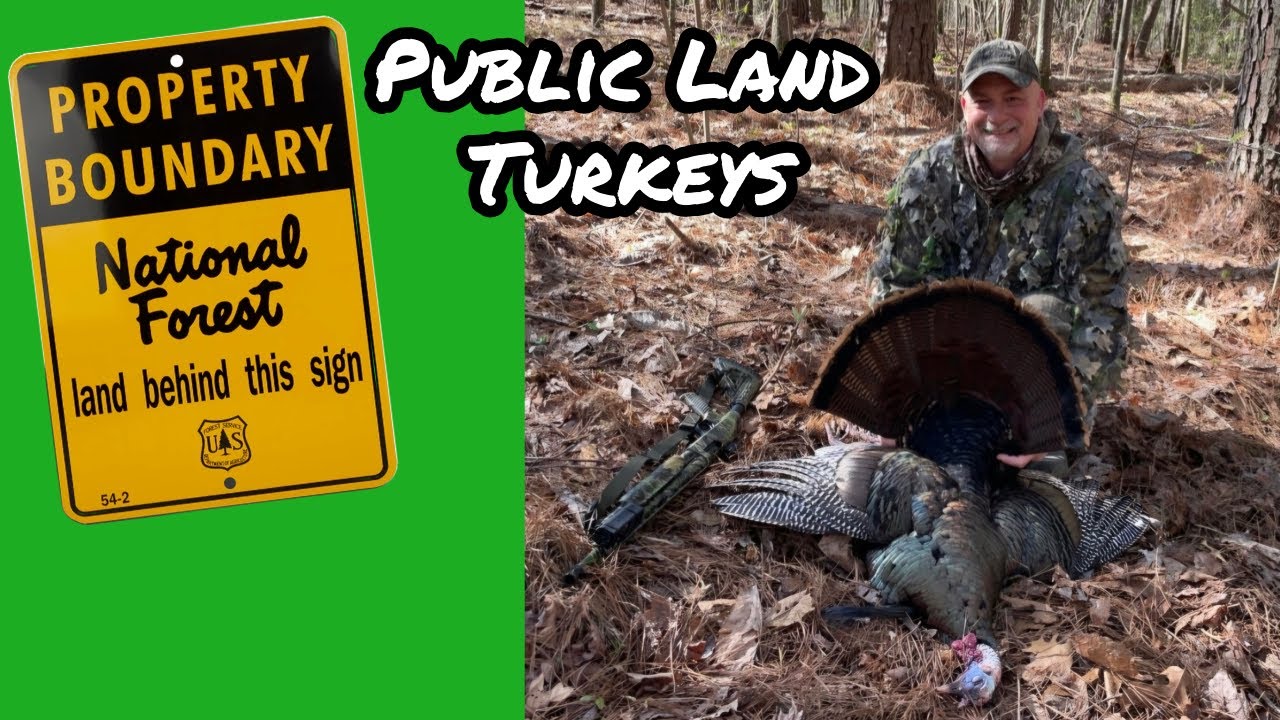 North Alabama Public Land Turkey Hunt. Early Season Bird Down.