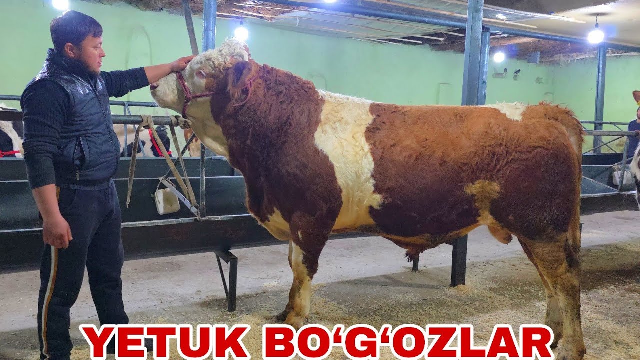 Xalq arzonchisi Shamshodbekdan yangi partiya ytayyor bo'g'oz va smental buqalar 12-mart, 2026