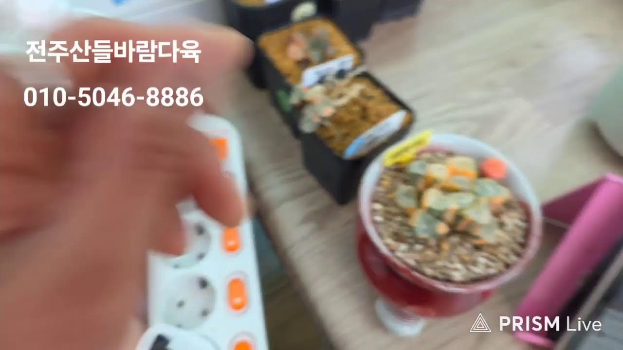 전주산들바람다육 라이브 방송